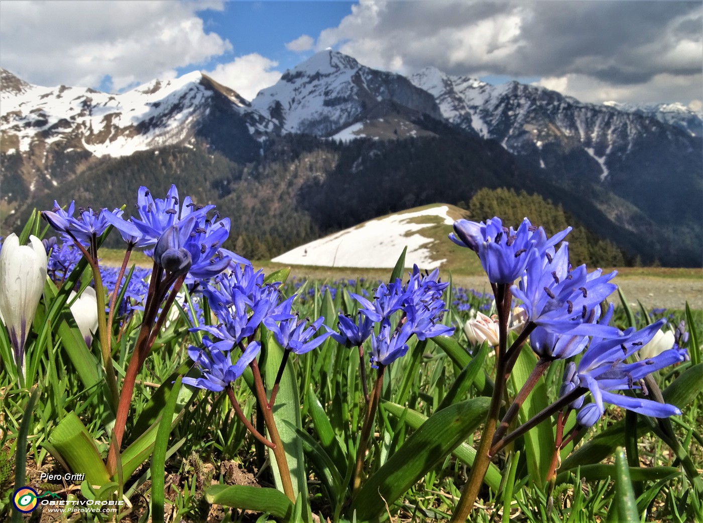 92 Azzurre Scilla bifolia in primo piano per l'amato Monte Cavallo con amici.JPG